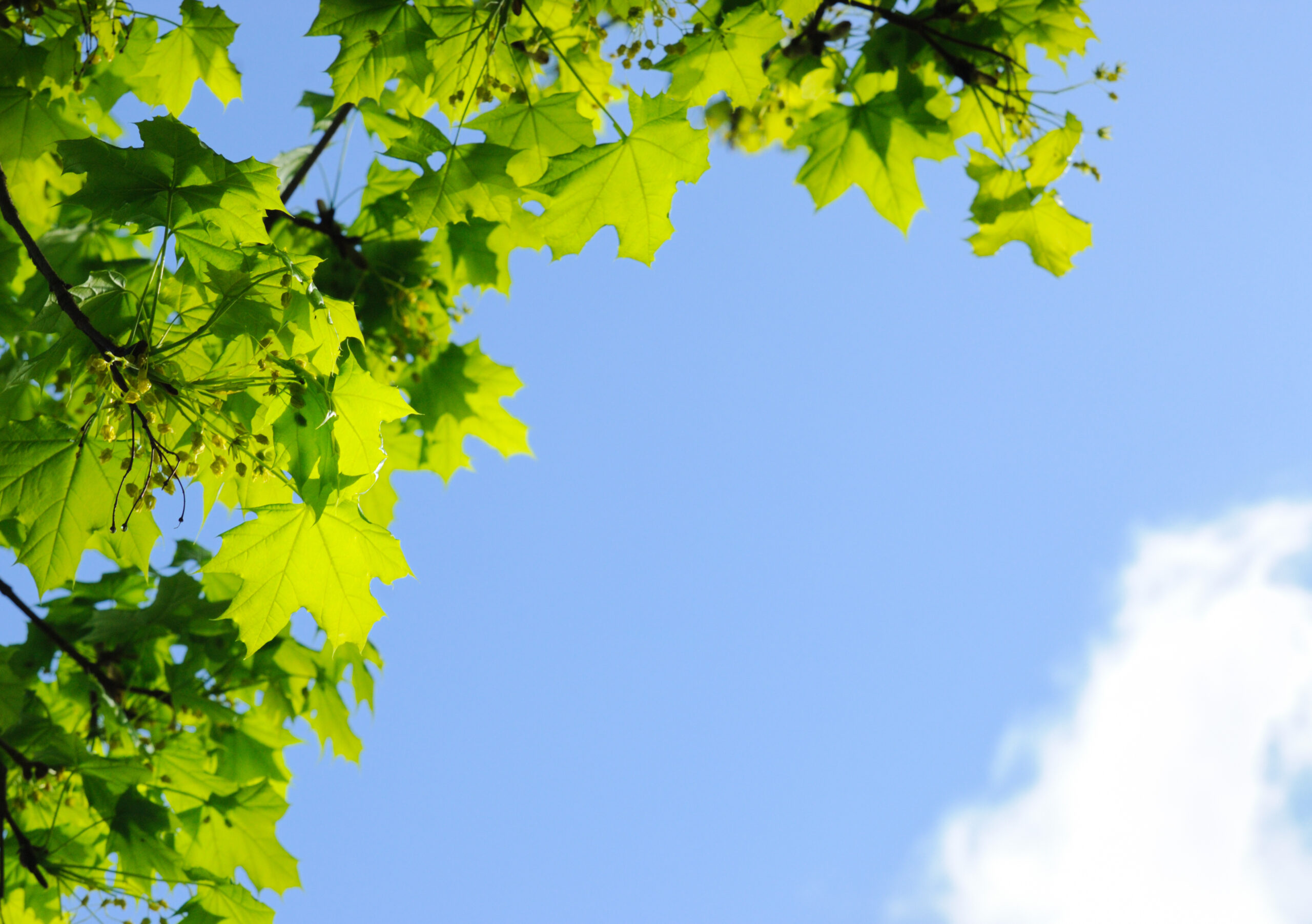 Air: Planting 20M Trees by 2030